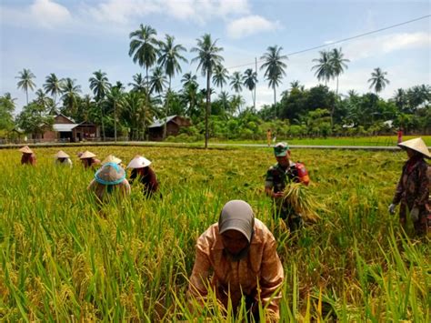 Pakai Arit Serda Jumadika Bantu Petani Panen Padi Lintas 8