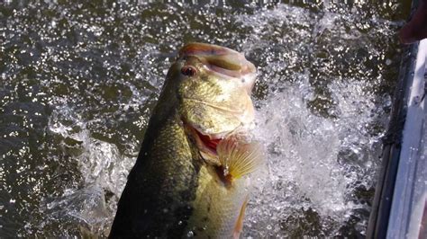 Spawning Bass Texas Rig Tip How To Fish A Texas Rig Worm Lake Fork