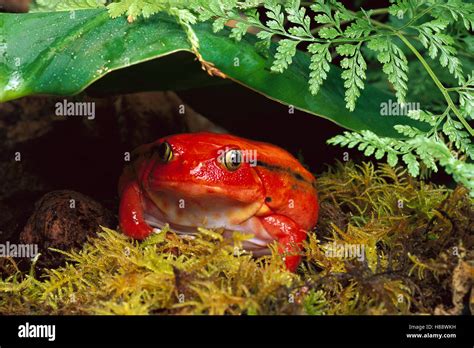 Tomato Frog Dyscophus Antongilii Female Very Rare In Nature Native