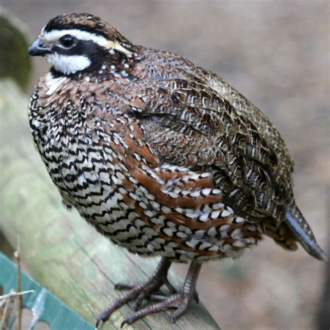 (Northern) Bobwhite Quail