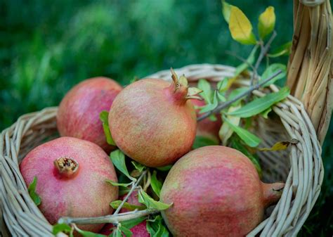 How To Grow Pomegranate Trees Greenlife