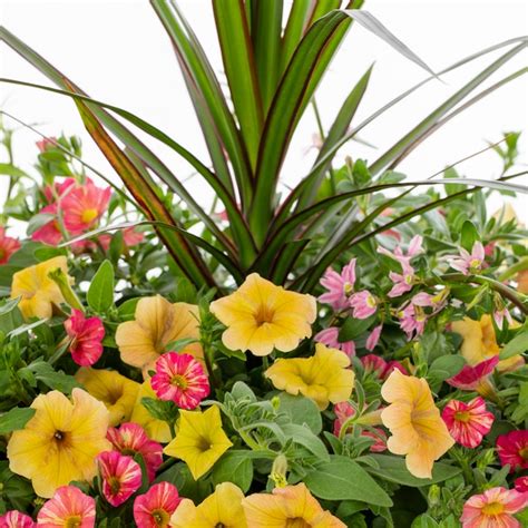 Proven Winners Multicolor Beachside Drive In 4 Gallon Planter Nursery