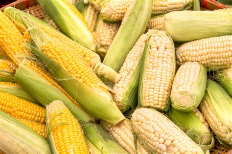 Corn On The Cob Free Stock Photo - Public Domain Pictures