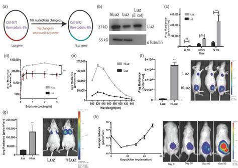 Triple Reporter Assay A Non Overlapping Luciferase Assay For The Measurement Of Complex