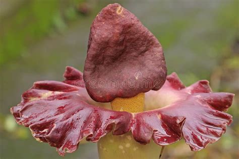 The Beauty Of The Stink Lily Flower In Full Bloom Stock Photo Image