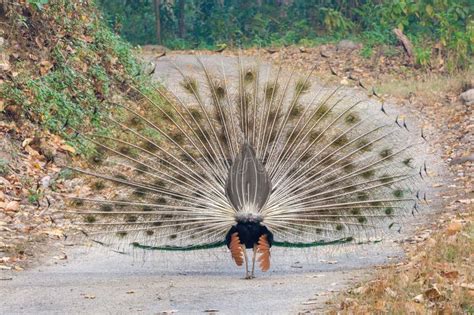 Indian Peafowl Or Pavo Cristatus Stock Image Image Of Dance Peafowl