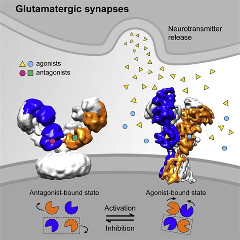 Mechanism Of Nmda Receptor Inhibition And Activation Cell