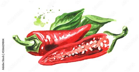Red Hot Chili Pepper Whole And Halved Pods Hand Drawn Watercolor