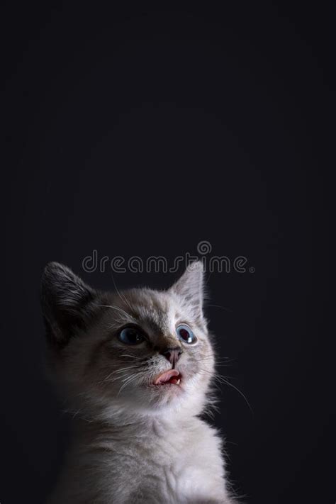 Retrato De Un Hermoso Gatito Rayado Gris Con Ojos Azules Sobre Fondo