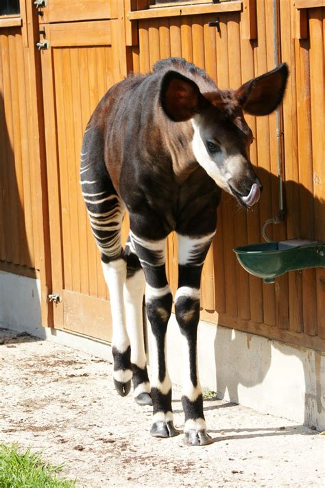 Tem riscas mas não é zebra E agora nasceu mais um Observador