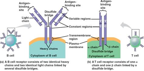 Antigen Receptors Html Antigenreceptors