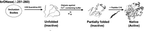 Figure 5 from Structure and function of bovine pancreatic ...