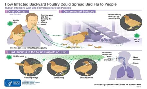 Bird Flu Symptoms In Humans 2025 Pdf Robert Kerr