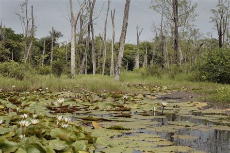 Freshwater marsh , french guiana | Free Photo