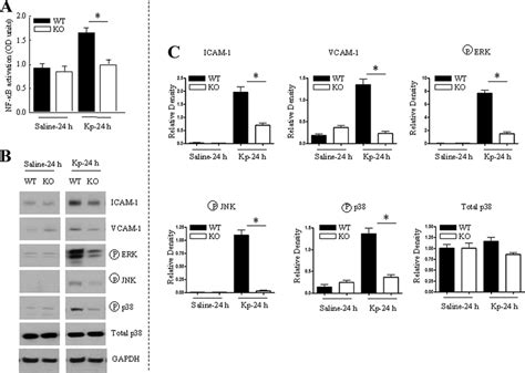 Nf B Activation Icam And Vcam Up Regulation And Mapk Activation