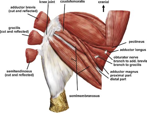 Adductor Muscle Diagram