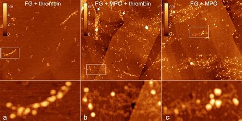 Afm Images Of Fibrinogen Fibers Afm Height Images Of The Fibrils