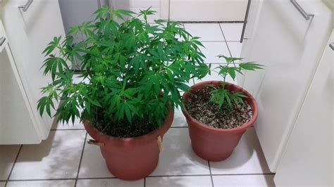 cultivo cannabis medicinal planta mãe 100 dias de vida vegetação peyote