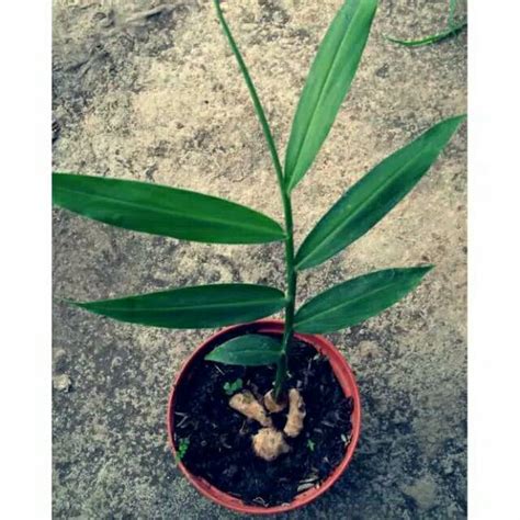 Jual tanaman jahe merah - pohon jahe | Shopee Indonesia