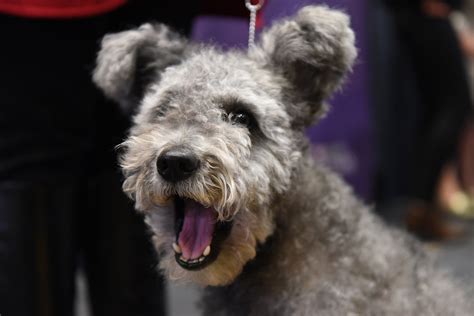 New breeds will be available at metzer farm later this year 29