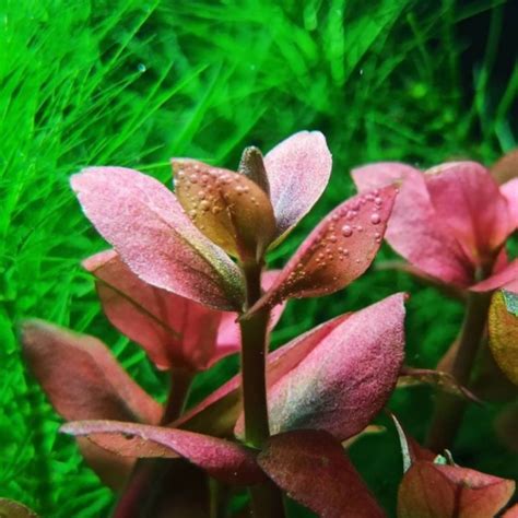 Jual Bacopa Salzmannii Shopee Indonesia