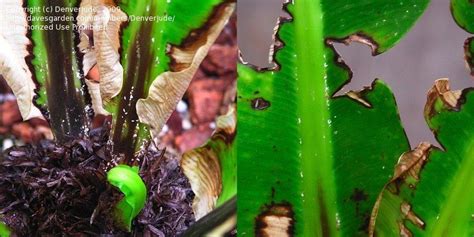 Garden Pests And Diseases Bugs On Birds Nest Fern Help 1 By Denverjude