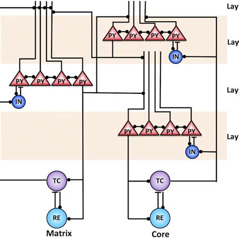 Thalamocortical Network Model The Cortical Column Was Modeled In Three Download Scientific