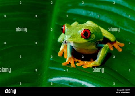 Red Eyed Tree Frog On Leaf Stock Photo Alamy