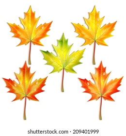 Set Autumn Maple Leaves Isolated On Stock Vector Royalty Free