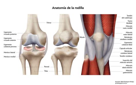 Lesiones De La Rodilla Ligamentos Y Meniscos Osium Trauma