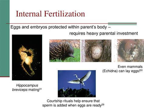 PPT - Chapter 12: Reproduction PowerPoint Presentation, free download ...