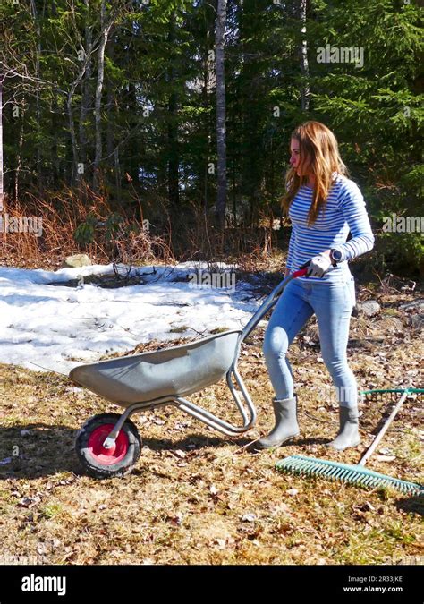 Woman Pulling A Wheelbarrow Full Of Leaves Stock Photo Alamy