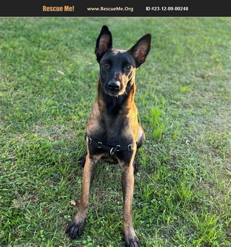 Adopt Belgian Malinois Rescue Lorena Tx