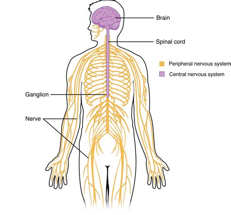 Structure And Function Of The Nervous System Anatomy