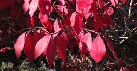 Le Fusain Ailé Euonymus Alatus Taille Et Croissance Dossier