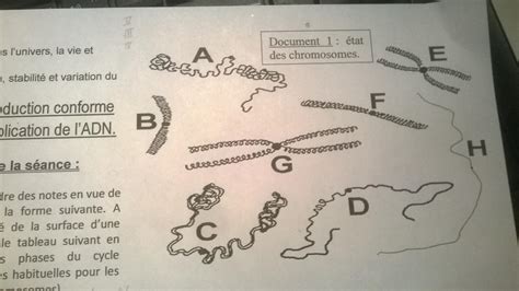 Biologie Cellulaire Reproduction Conforme De La Cellule Et