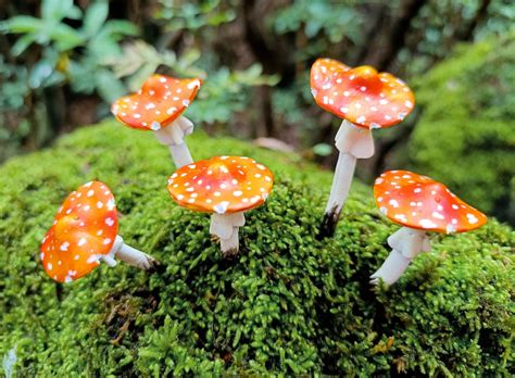 Miniature Mushrooms Toadstool Amanita Mushroom Terrarium Decor Etsy