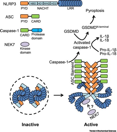 The Nlrp3 Inflammasome Activation And Regulation Trends In