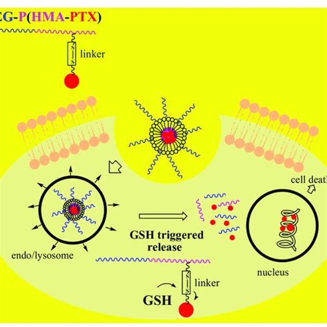 Pdf Polymeric Nanocarriers Of Drug Delivery Systems In Cancer Therapy