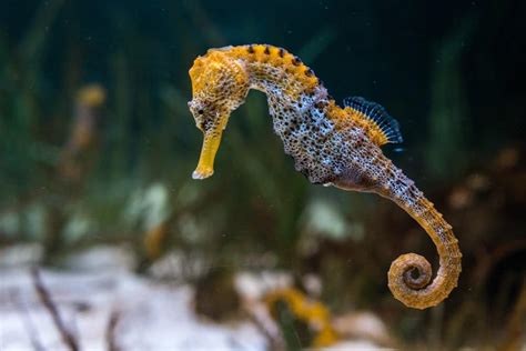 Seahorse Fish Facts | Hippocampus | AZ Animals