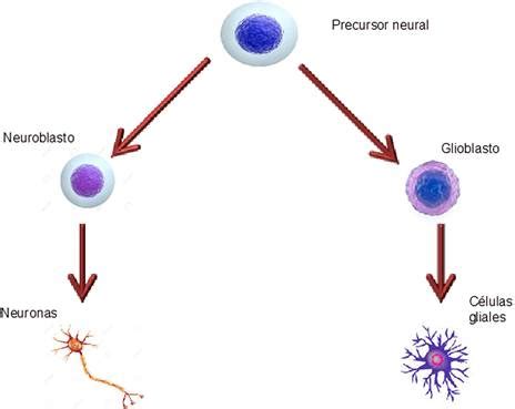 Neurogenesis En La Edad Adulta