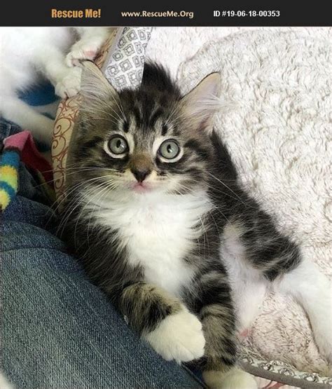 Maine Coon Cat Adoption Bay Area - CAT DKO