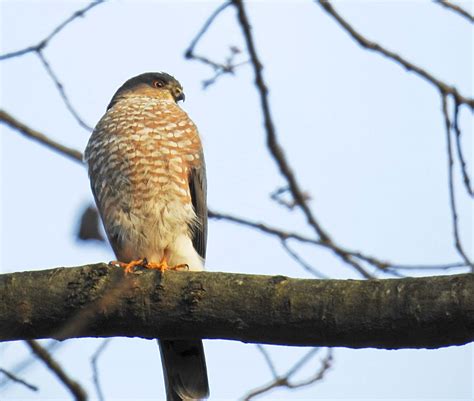 Hawks And Flocks Predators At Bird Feeders Birdseed And Binoculars