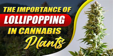 The Importance Of Lollipopping In Cannabis Plants Mj Seeds Canada