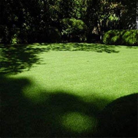 Outsidepride Poa Supina And Rough Bluegrass Elite Lawn Ubuy India