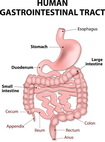 Human Gastrointestinal Tract Stock Illustration - Download Image Now - iStock