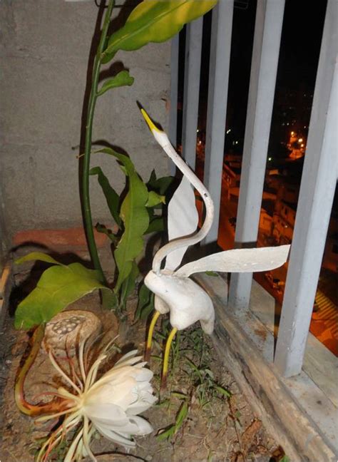 La Doctora De Las Plantas Espectacular Flor De Epiphyllum Oxypetallum