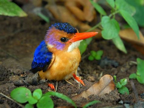 Baby Kingfisher Beautiful Birds Kingfisher Animals