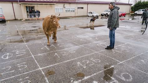 La caca de una vaca repartió 1 000 euros entre los vecinos de A