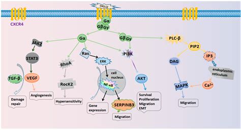 Cxcl Cxcr Biological Axis And Its Physiological Functions